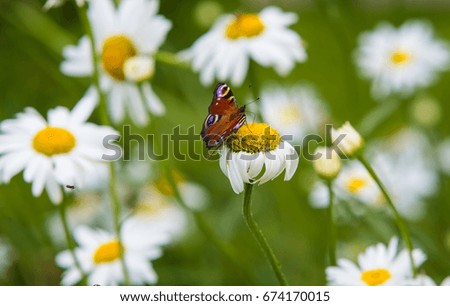 Butterfly on daisies in garden in spring bed