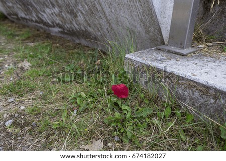 Red fabric on green grass