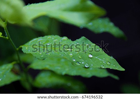 Raindrop on Leaves,Water on leaves