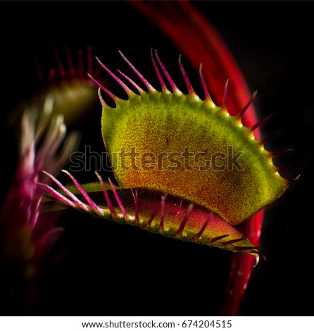 A Venus Flytrap carnivorous plant up close waiting for its prey