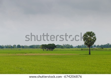Lonely sugar palm tree standing in rice field ,Chumsaeng Thailand.when it has some fruit the owner will come for sugar juice by climbing and slit at the fruits that hanging on  or sell young fruits