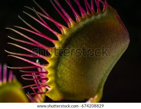 A closeup of a venus flytrap with its jaws closed after capturing its prey