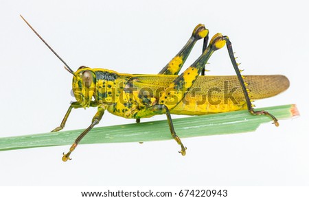 closeup image of yellow grasshopper - Valanga nigricomis with white background.