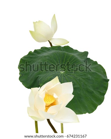 Beautiful white lotus flowers isolated on white background