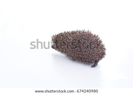 
Hedgehog quill closeup. 
hedgehog spike spikes quills as texture background.  Hedgehog is any of the spiny mammals of the subfamily Erinaceinae, in the eulipotyphlan family Erinaceidae.
