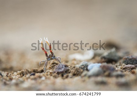 Ghost crab close up on the beach