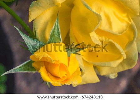 Yellow Rose blossom