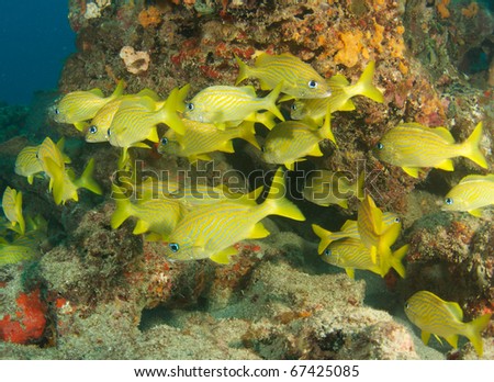 French Grunts congregating around the base of a Barrel Sponge, picture taken in Broward County Florida.