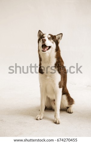 Siberian Husky on the white background