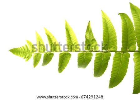 green fern leave isolated on white background