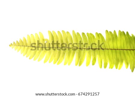 green fern leave isolated on white background