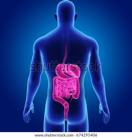 Digestive system posterior view 3d illustration