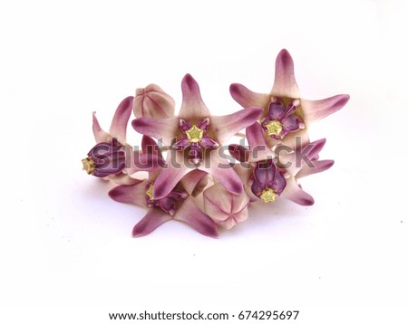  kind of decorative pattern,crown flower