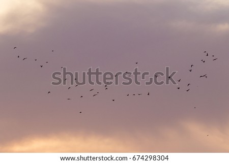 Birds in the sky 