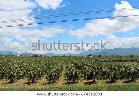 Plantation of dragon fruits in a sunny day, Mui Ne, Vietnam