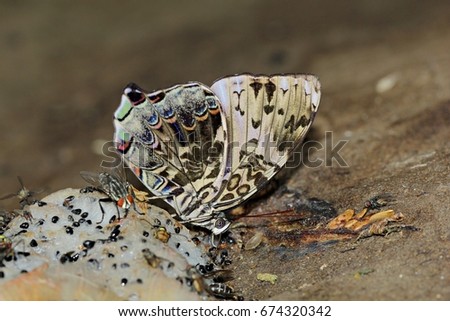 Butterfly Princess, Pang Sida National Park, Thailand. Blue begum (Prothoe franck uniformis Butler)