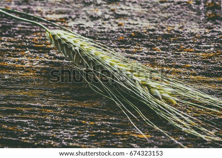 Ears of wheat on old wooden surface, rustic background, retro style, selective focus