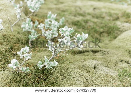 plant growing on lava fields, overgrown with moss, Iceland
