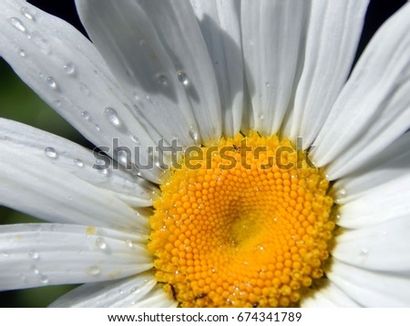 Chamomile flowers with water drops