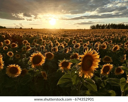 Field with sunflowers. Summer evening. Warm weather. Beautiful landscape