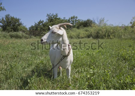 The white goat in the pasture. Summer, Odessa, Ukraine.
