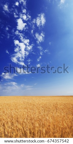Wheat field under the blue sky with white clouds sunny vertical wallpaper panorama summertime