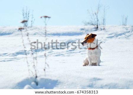 A bright winter picture. Portrait of Jack Russel. A dog sits on the snow looking for prey                               