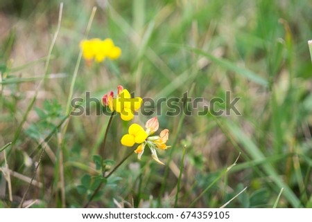Yellow flower in nature. Slovakia