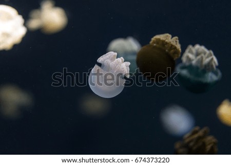 Closeup of tiny clear jellyfish move around its space.
