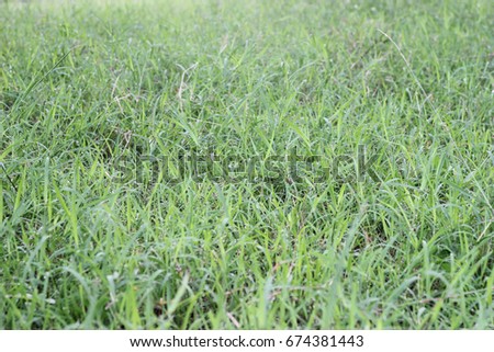 grass field with white light, white light grass texture, field with grass texture