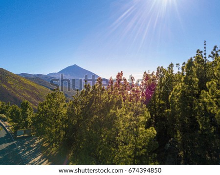 Aerial view of the Teide volcano above the clouds with trees in the foreground