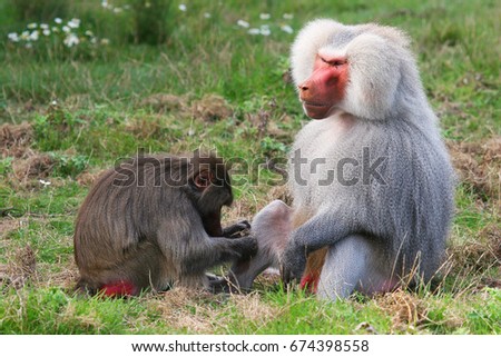 hamadryas baboon, papio hamadryas, female grooms the alpha male
