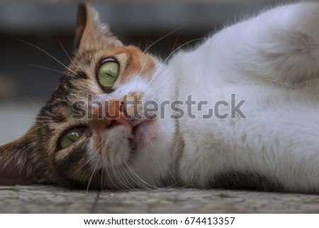 Closeup of a cat laying down on the floor with evil green eyes looking directly at the camera.