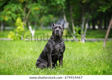 portrait silver Italian cane Corso in the Park on the green lawn. Strength, power, muscle, dog Royalty-Free Stock Photo #674414467