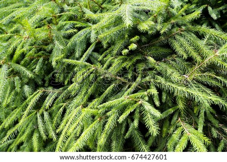 Spruce, forest, branches, greens, backgrounds