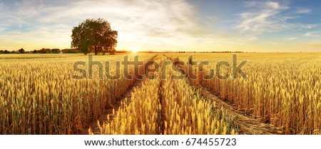 Gold Wheat flied panorama with tree at sunset, rural countryside Royalty-Free Stock Photo #674455723
