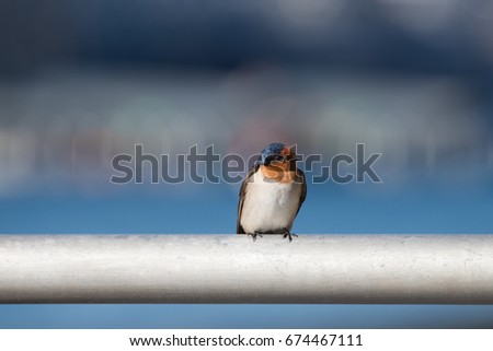 Close up of a bird on a pole against a blurred city skyline