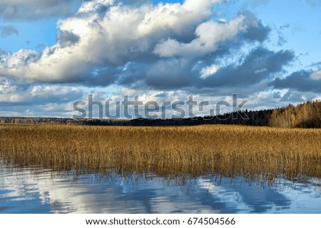 Autumn, lake, coast, cane in the Russia