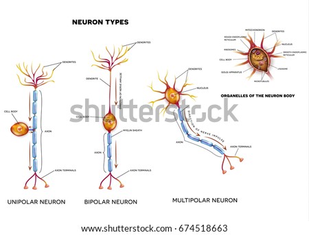 Nerve cell types and organelles of the cell body Close-up detailed anatomy illustration