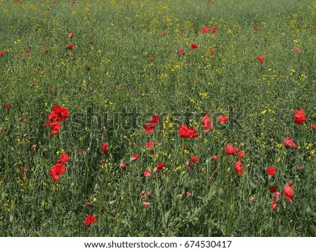 Red flowers on green meadow