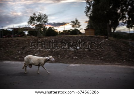 Last sheep of heard in Sardinia, Italy. Last sheep is running after its heard when going home from the field in the evening. Picture in motion blur.