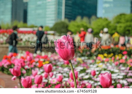 Beautiful Pink Flowers Of The Garden From International Flower Festival in Korea