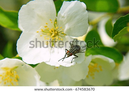 Flies on the jasmine.