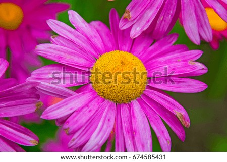 Gerber. large pink daisies with a bright yellow Center. in the Park