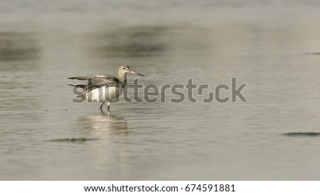 Godwit in  the shallow sea water - Bahrain