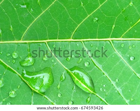 Leaves with raindrops, macro of leaf