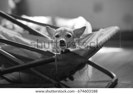 Chihuahua dog sleepy in the bench.