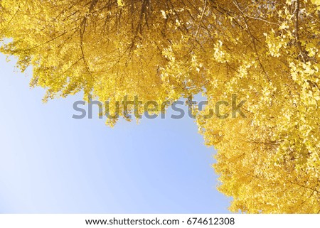 Autumnal leaves ginkgo