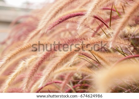Flora Grasses at garden