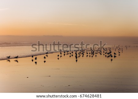 Seagulls around the ocean at sunset